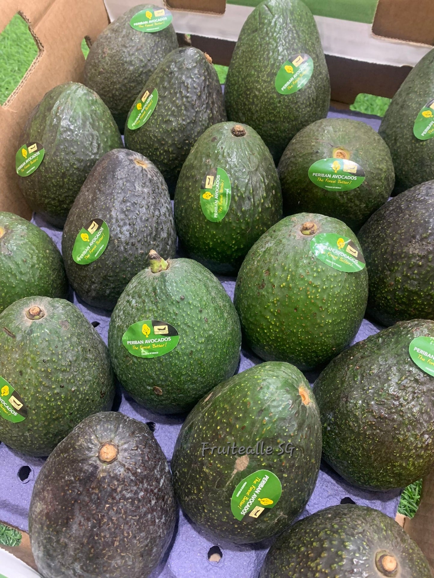 Avocado - Hass Variety | Jumbo | Mexico