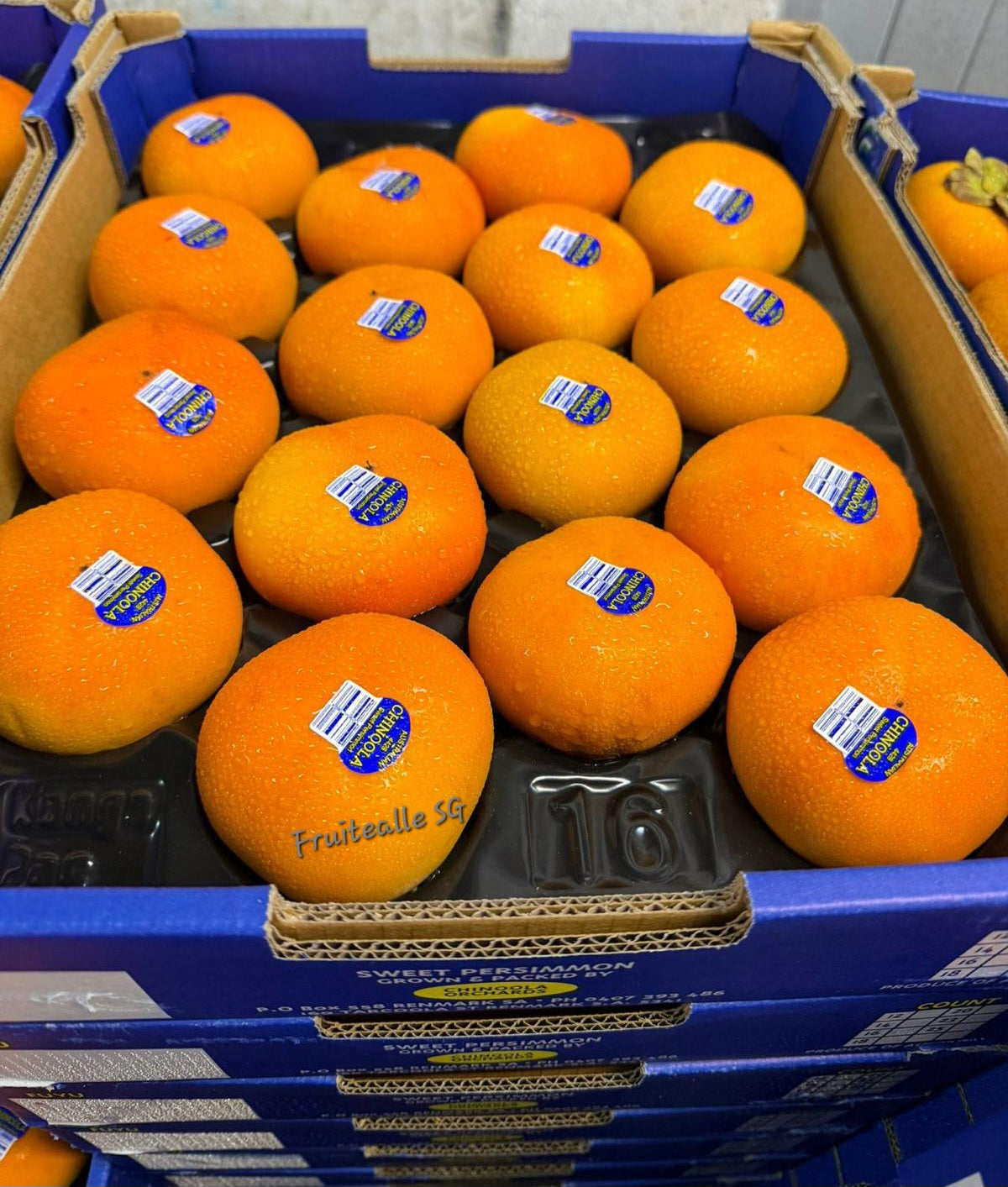 Persimmon - Australia Fresh Persimmon | Regular