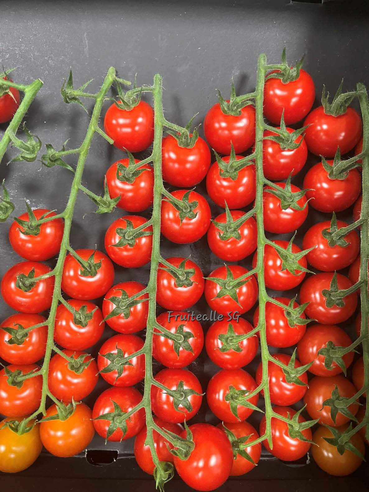 Tomato - Cherry Tomato on Vine | From Australia