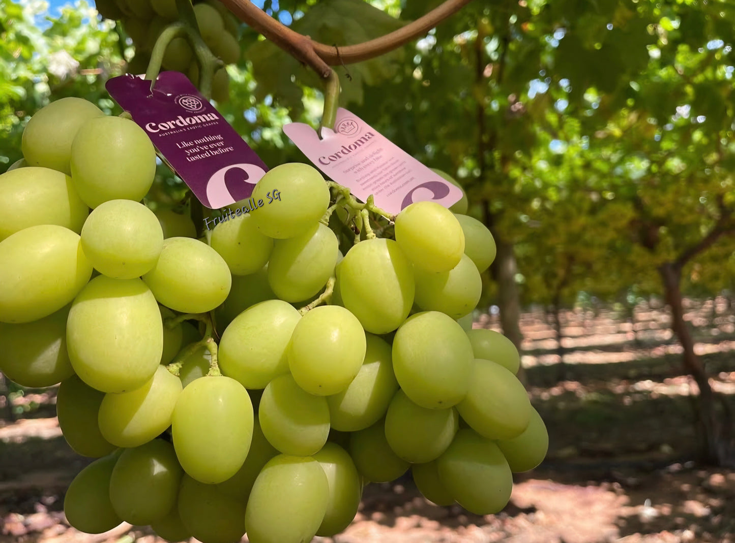 Grapes - Australia Green Seedless [AutumnCrisp®] | Cordoma Orchard