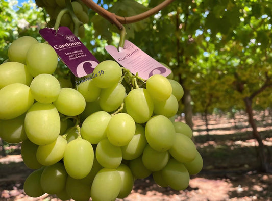 Grapes - Australia Green Seedless [AutumnCrisp®] | Cordoma Orchard