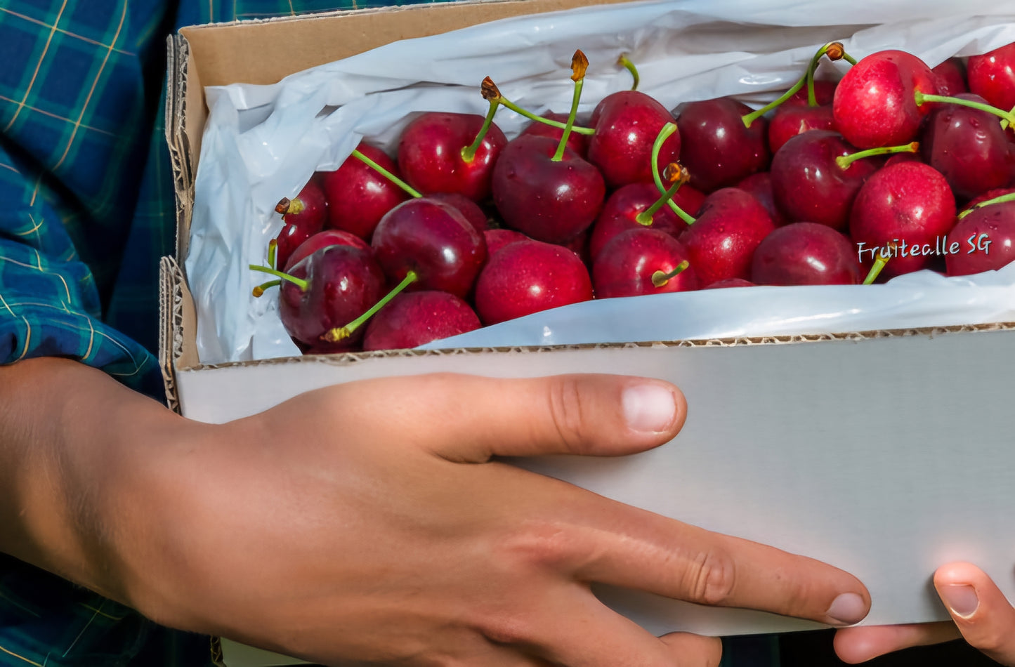 Cherry - New Zealand, Red Cherries | J&P Turner Farm | 【30mm & 32mm Large】