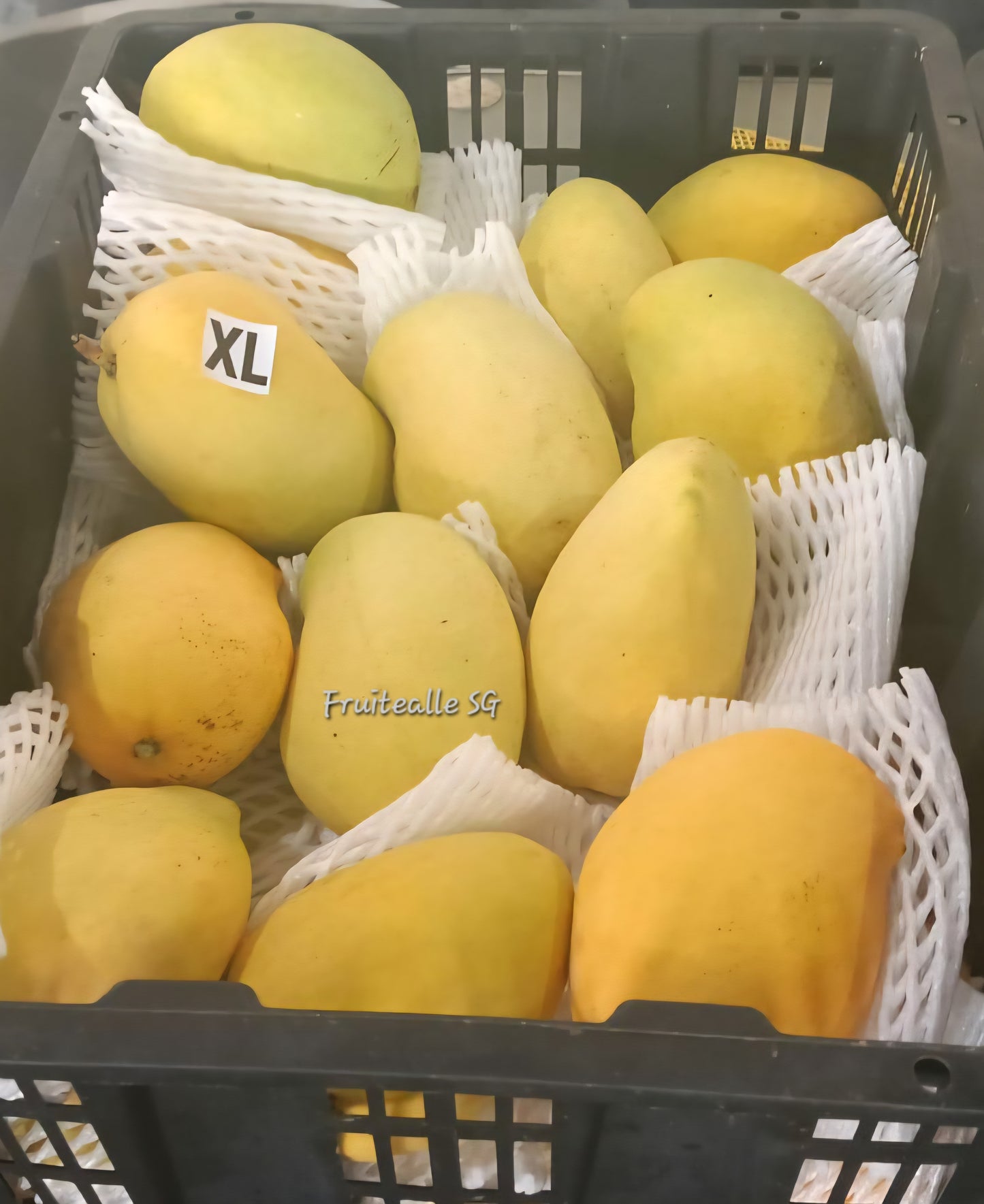 Mango - Myanmar Mango [SEIN TA LONE]