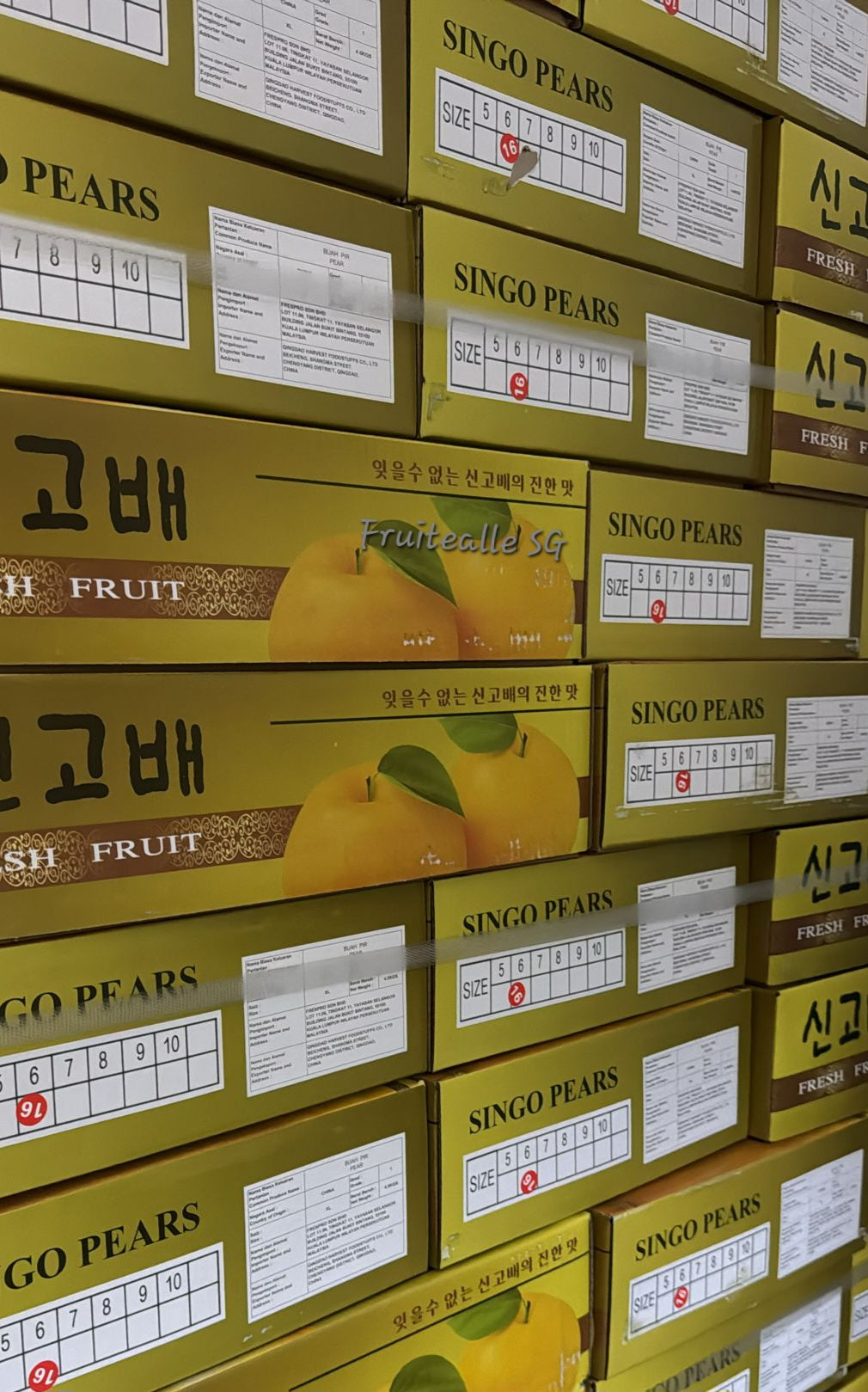 Pear - Singo Pear 新高梨