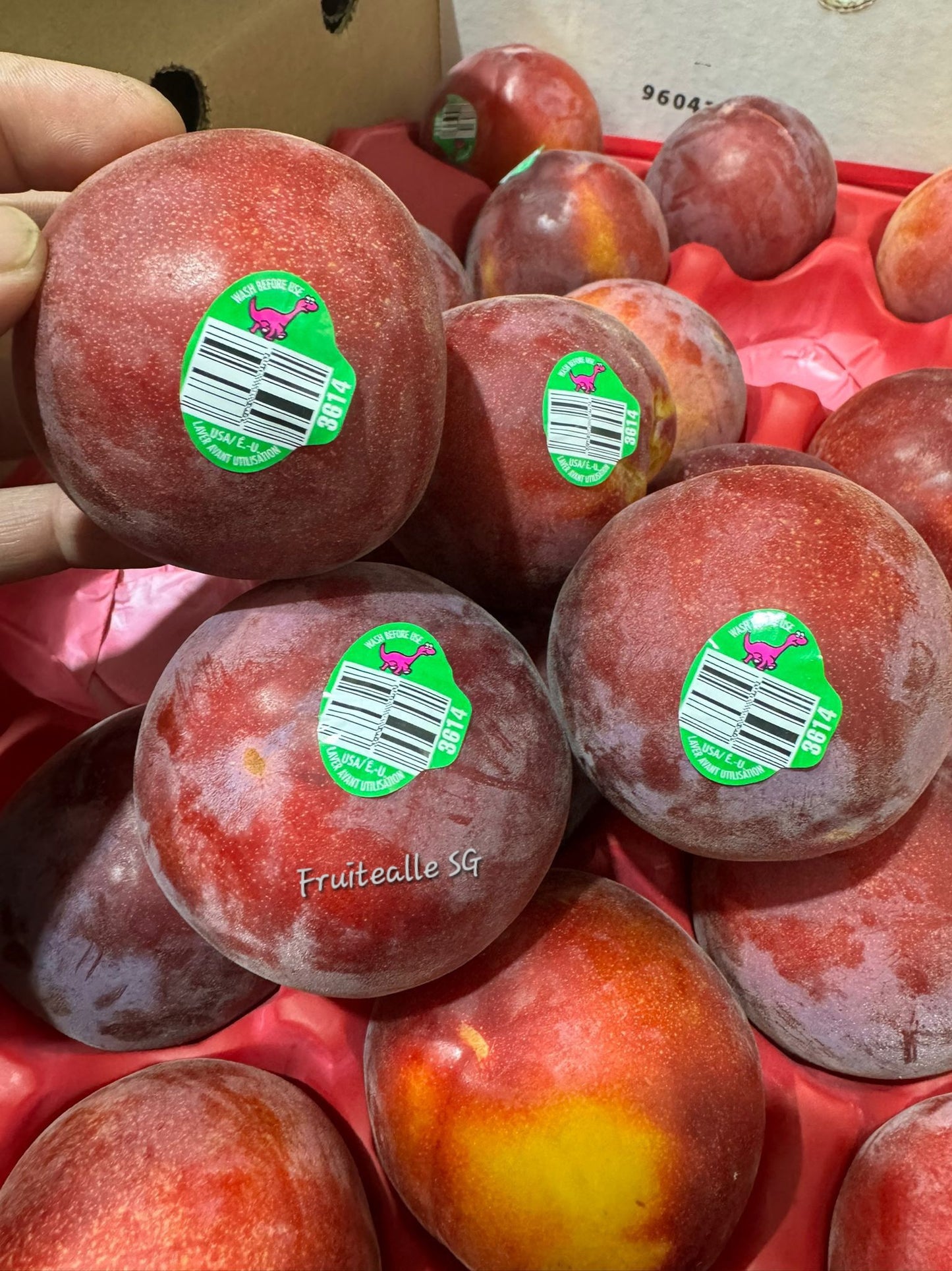 Plum - USA Crimson Velvet™ Plumcot | Dino Orchards
