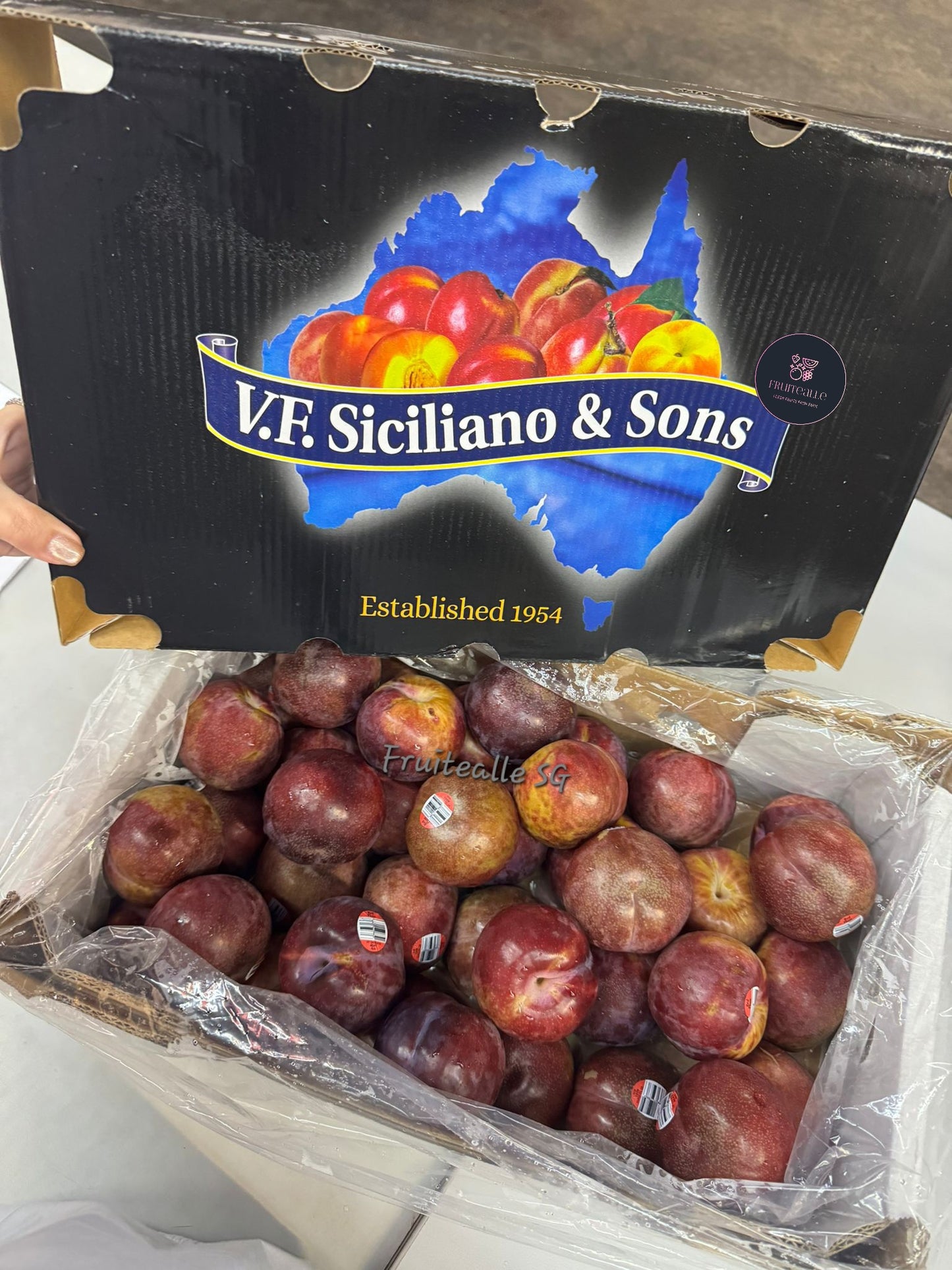 Plum - Festival Red Plum | Australia