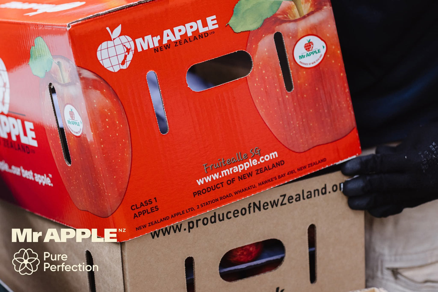 Apple - NZ Queen Apple | [Mr.Apple] New Zealand