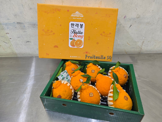 【2026 CNY ㊗️🐎】CNY Oranges Korea - Jeju, Korea Hallabong 한라봉 [3kg GiftBox]