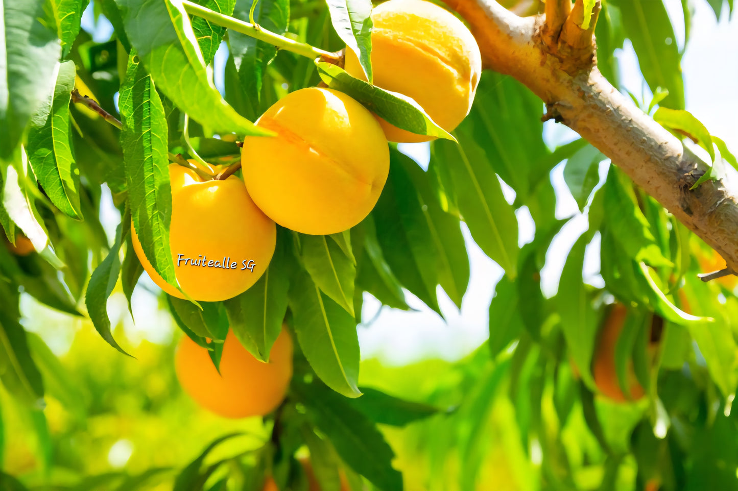 Peach - Spain Yellow Peaches