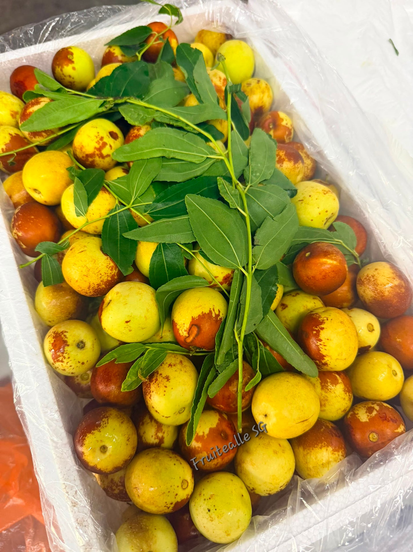 Dates - Winter Dates Jujube 冬枣