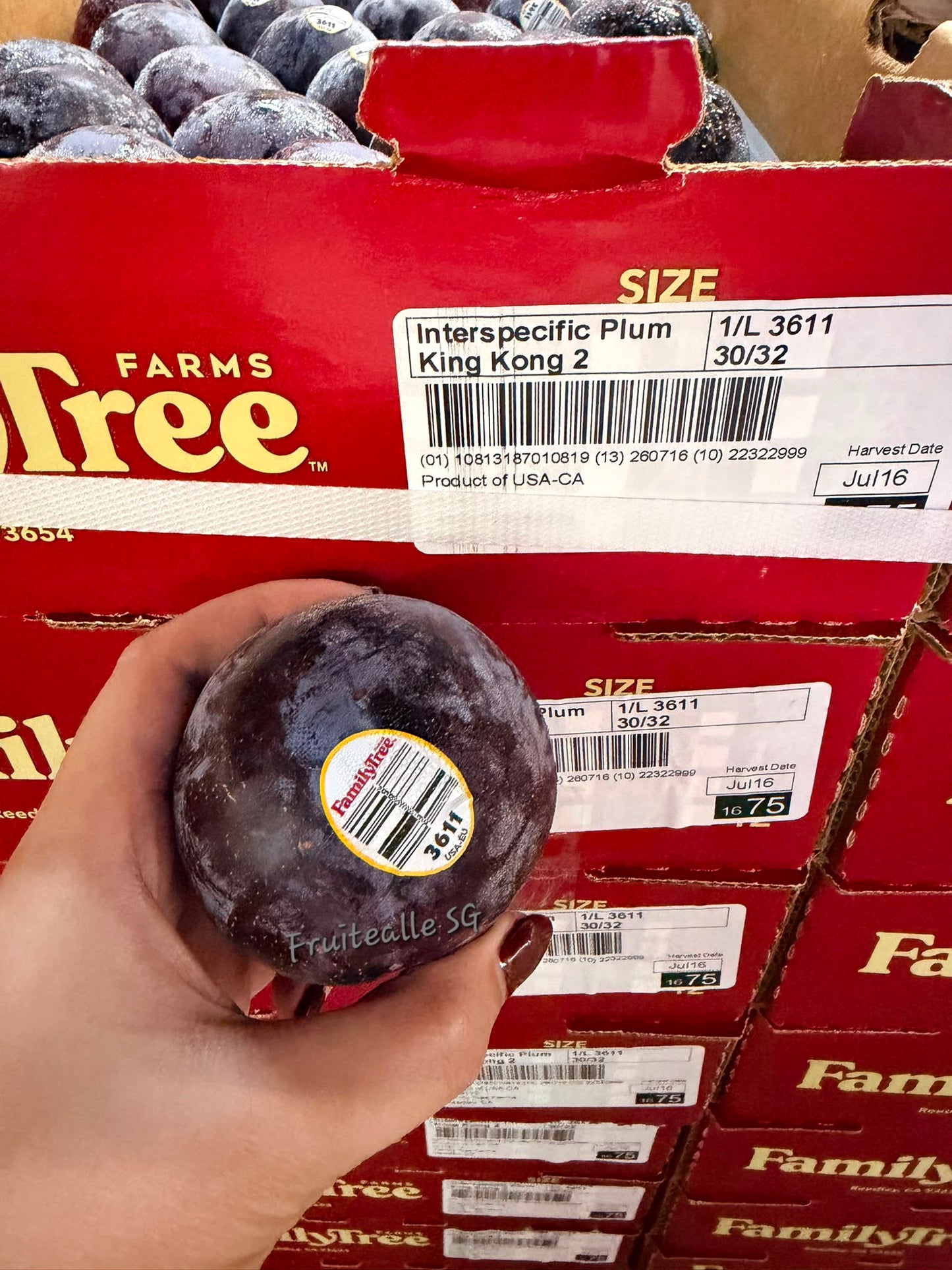 Plum - USA King Kong™ Plumcot | Family Tree Orchards