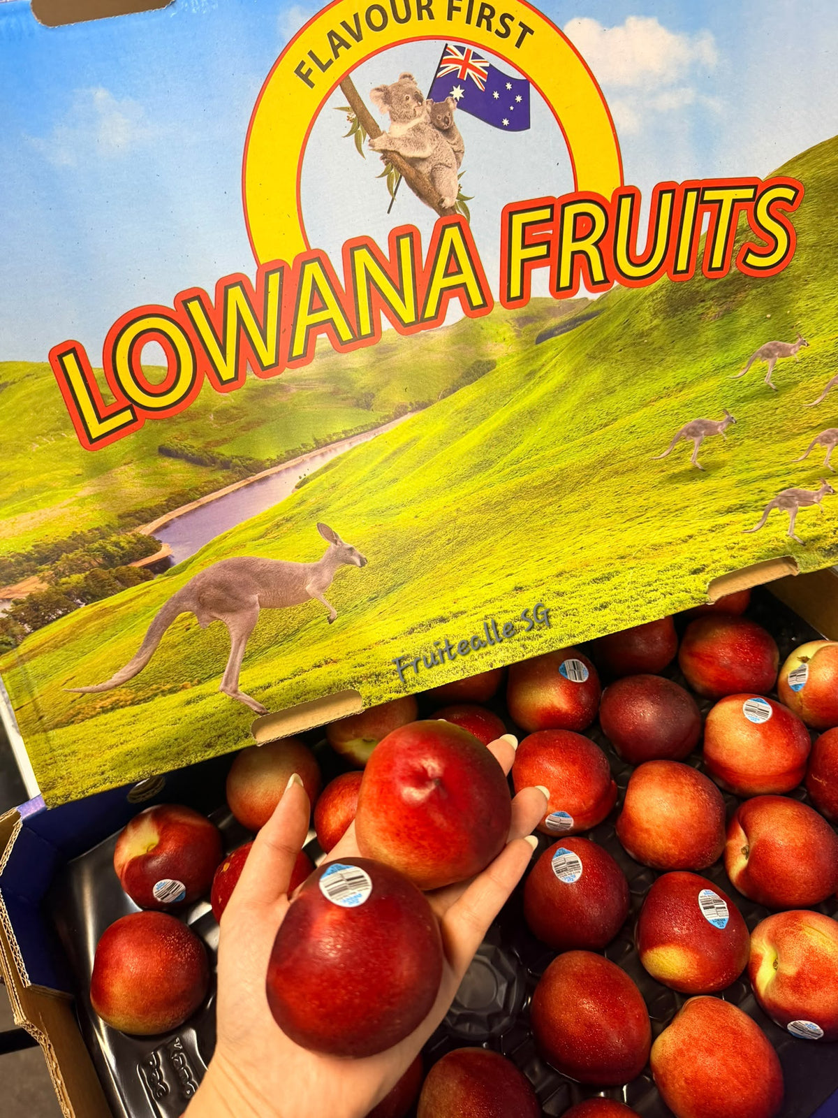 Stone Fruit - Australia White Nectarines | Lowana | Regular Size