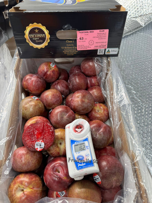 Plum - Festival Red Plum | Australia