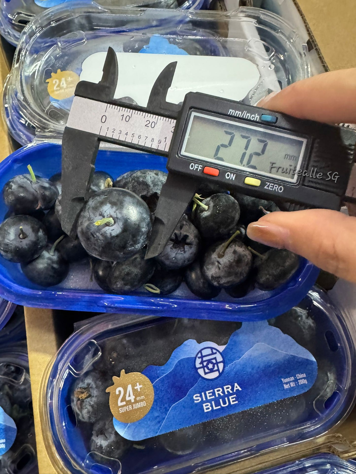 Blueberry - Super Jumbo [SieraaBlue] Blueberries 200gm [24+ Size]