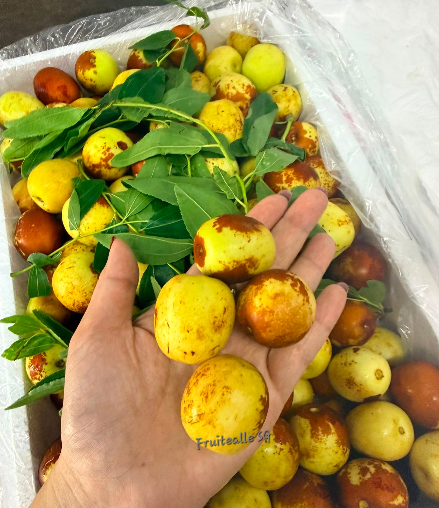 Dates - Winter Dates Jujube 冬枣