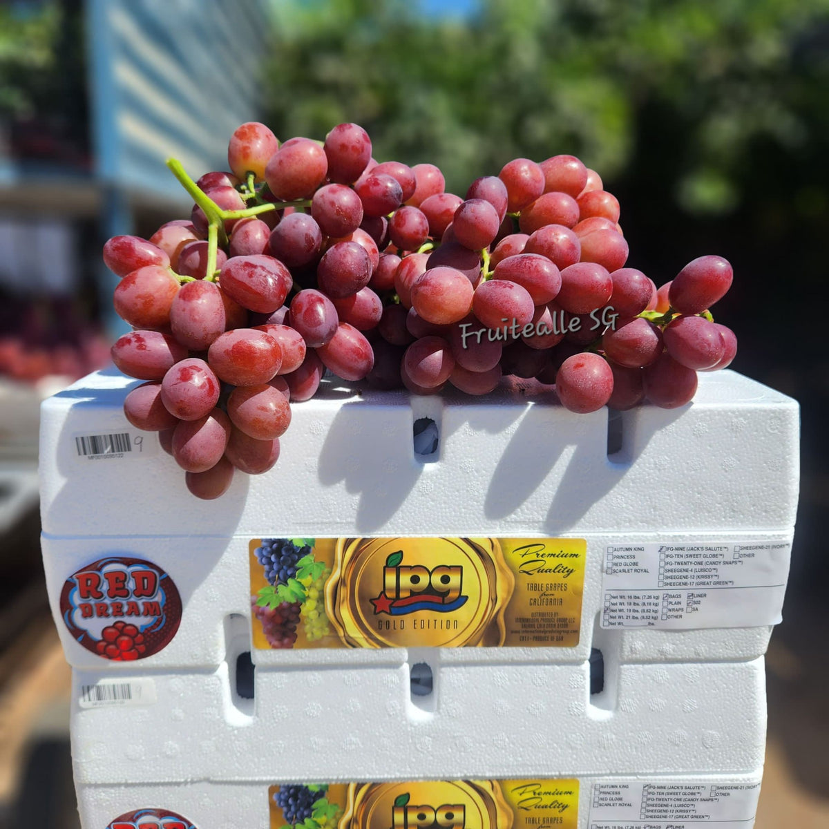 Grapes - Red Seedless [Sweet Celebration] USA