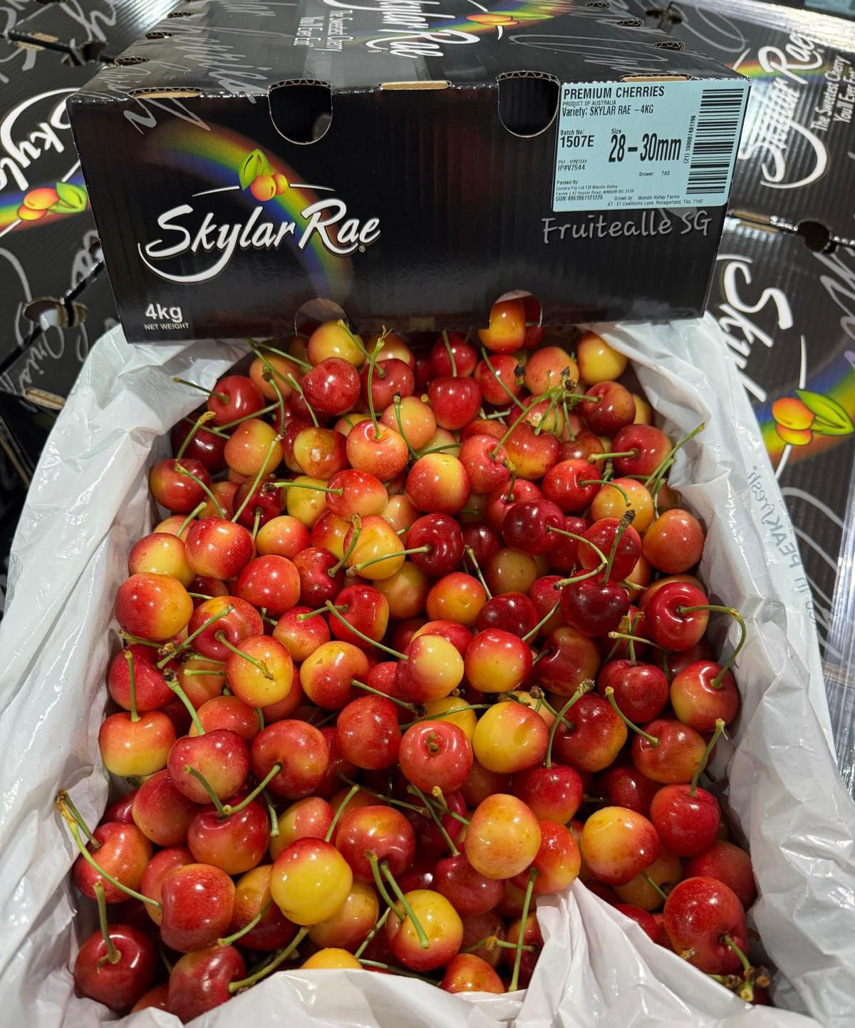 Cherry - USA Skylar Rae [Rainier White] Cherries【28mm - 30mm】Regular Size 9.5R