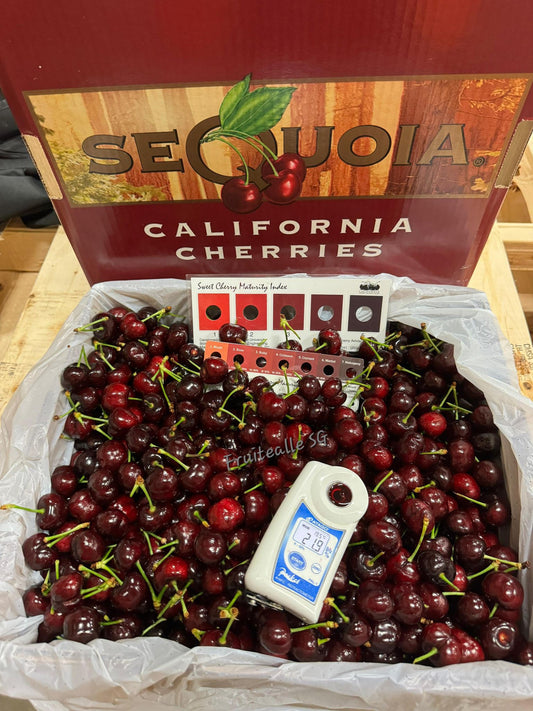 Cherries - California USA Red Cherry [Sequoia] Regular High Brix Sweet