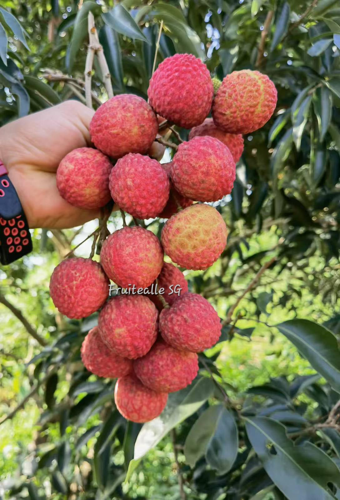 Lychee - [Mini Seed] Salathiel Lou Mai Chee | 糯米糍 Basket