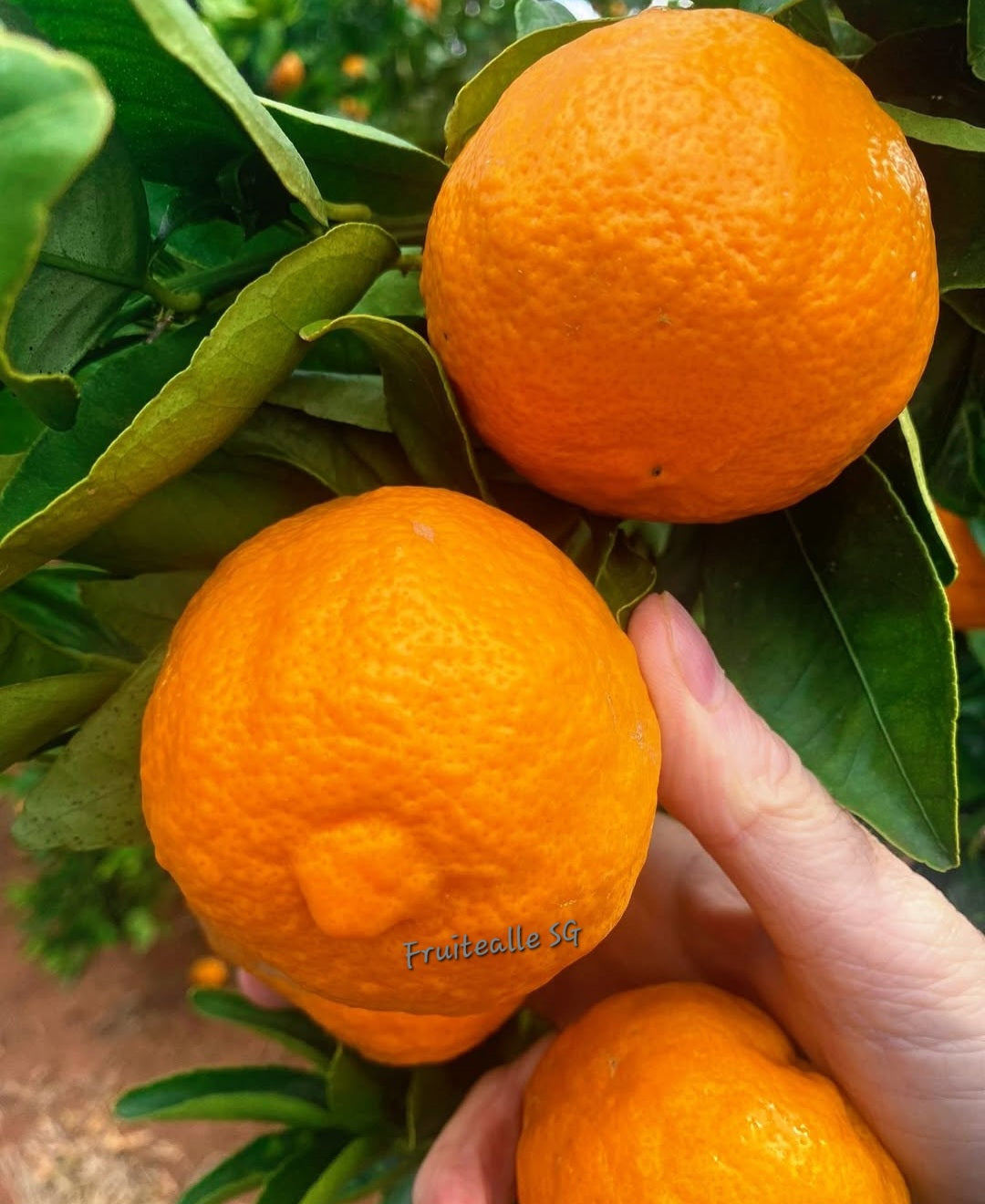 Oranges - Summerina Seedless Mandarins | Australia