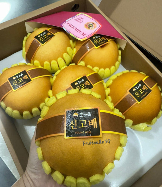 Pear - Young Wha Asian Brown Pear 젊은 화