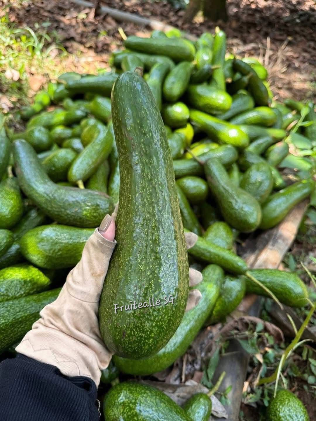 Avocado - Russell Long Neck Avocado