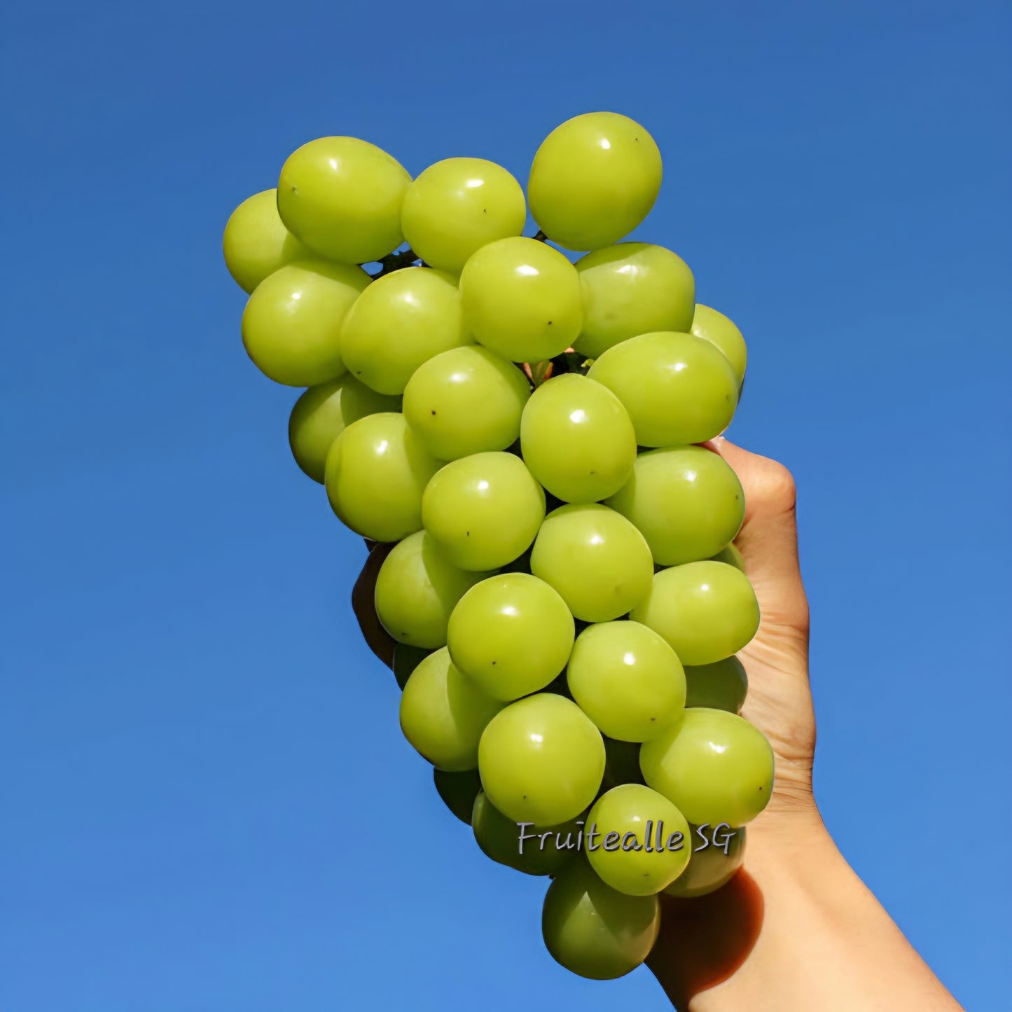 Grapes - Prestige Shine Muscat | 800gm