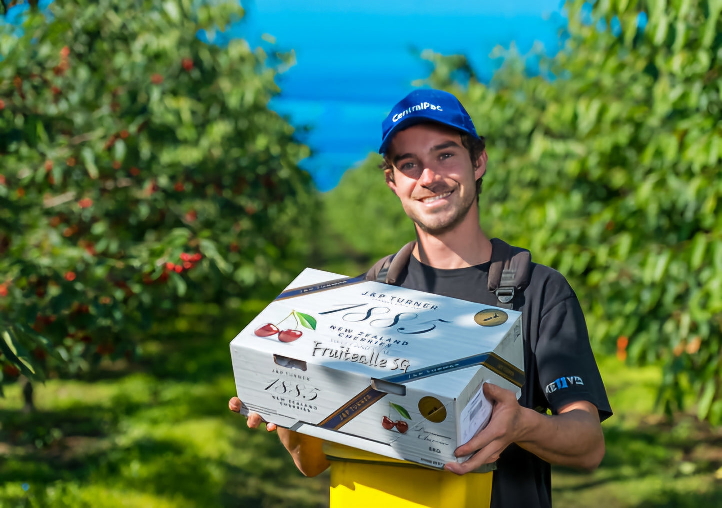 Cherry - New Zealand, Red Cherries | J&P Turner Farm | 【30mm & 32mm Large】