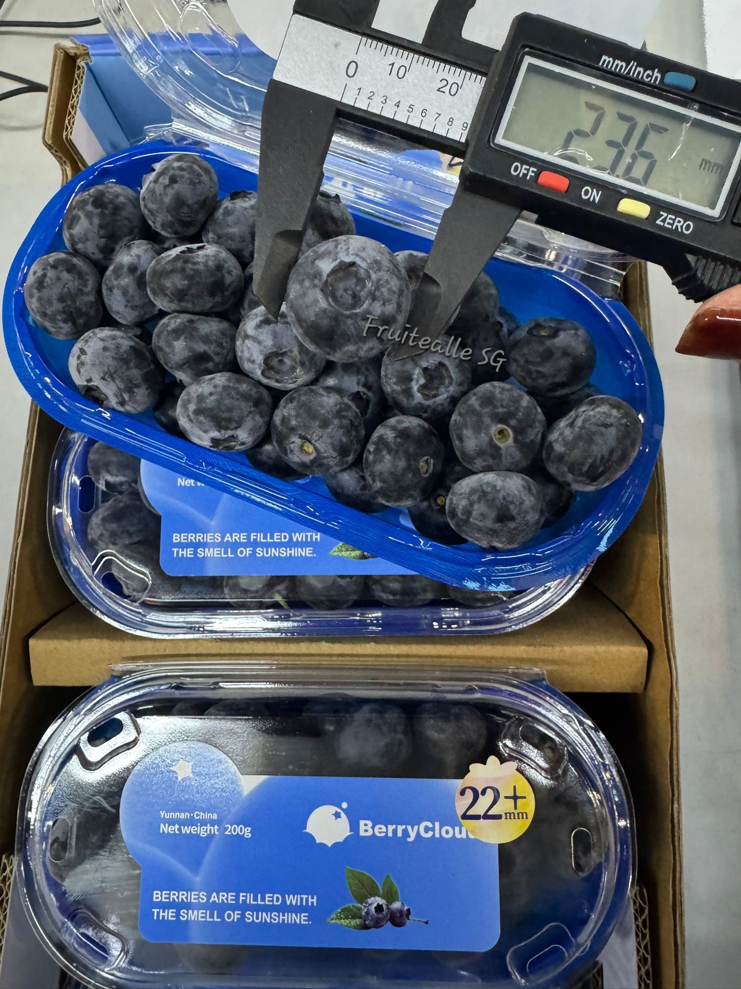 Blueberry - Jumbo [22mm+] Blueberries 200gm | BerryCloud