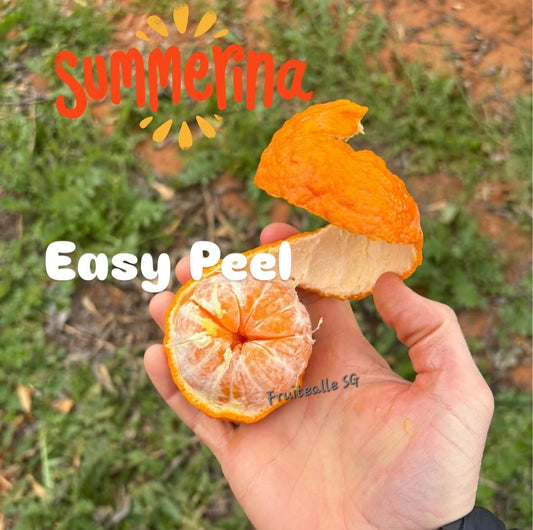 Oranges - Summerina Seedless Mandarins | Australia