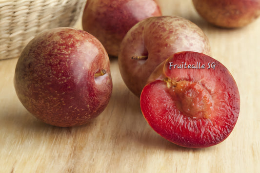 Plum - USA Red Plumcot | Dino Orchards 🦕