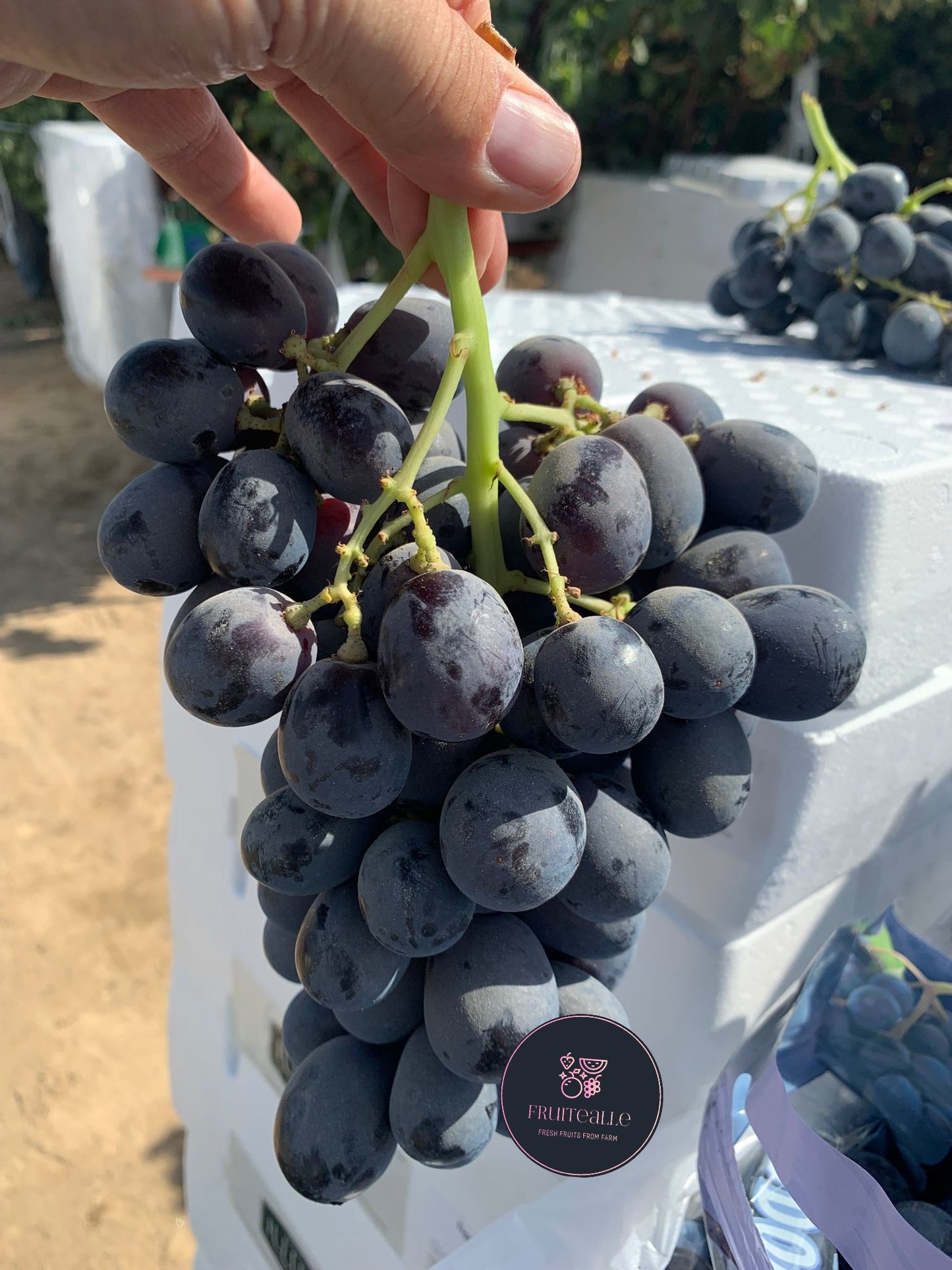 Grapes - Black Seedless [Adora®] | USA