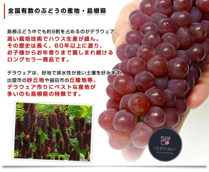 Japan Grapes - Delaware (Champagne) Grapes デラウェア